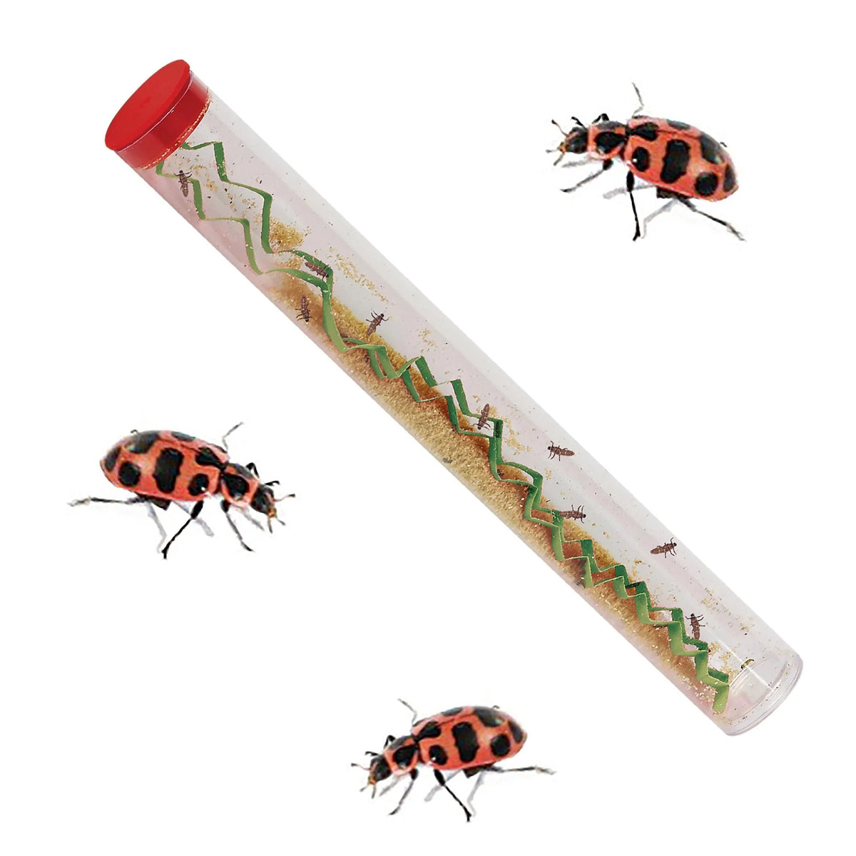 Ladybug Land