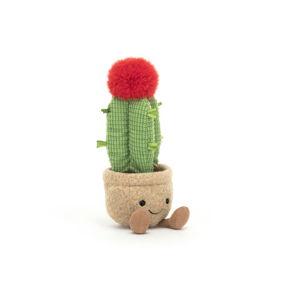 Moon Cactus